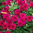Chrysanthemum morifolium Beth